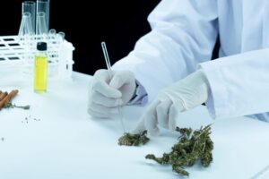 Cannabis Extraction